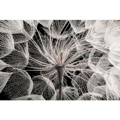 Wendover, Dandelion Macro