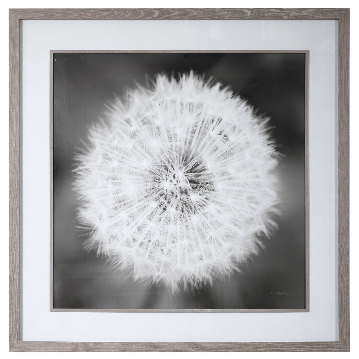 Uttermost, Dandelion Seedhead Framed Print