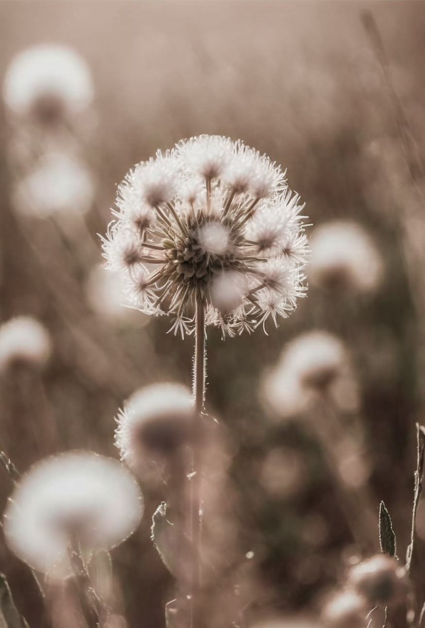 FASart, Delicate Dandelions