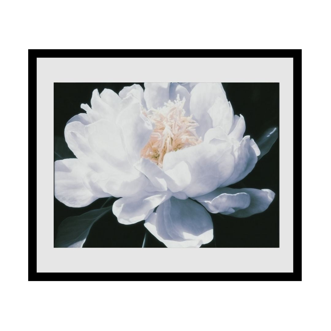 FASart, Divine Beauty: An Image of a White Peony Flower - Limited Edition Print