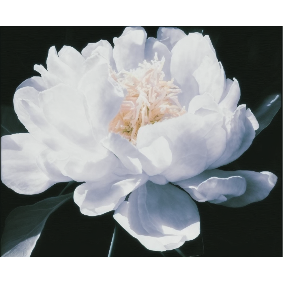 FASart, Divine Beauty: An Image of a White Peony Flower - Limited Edition Print