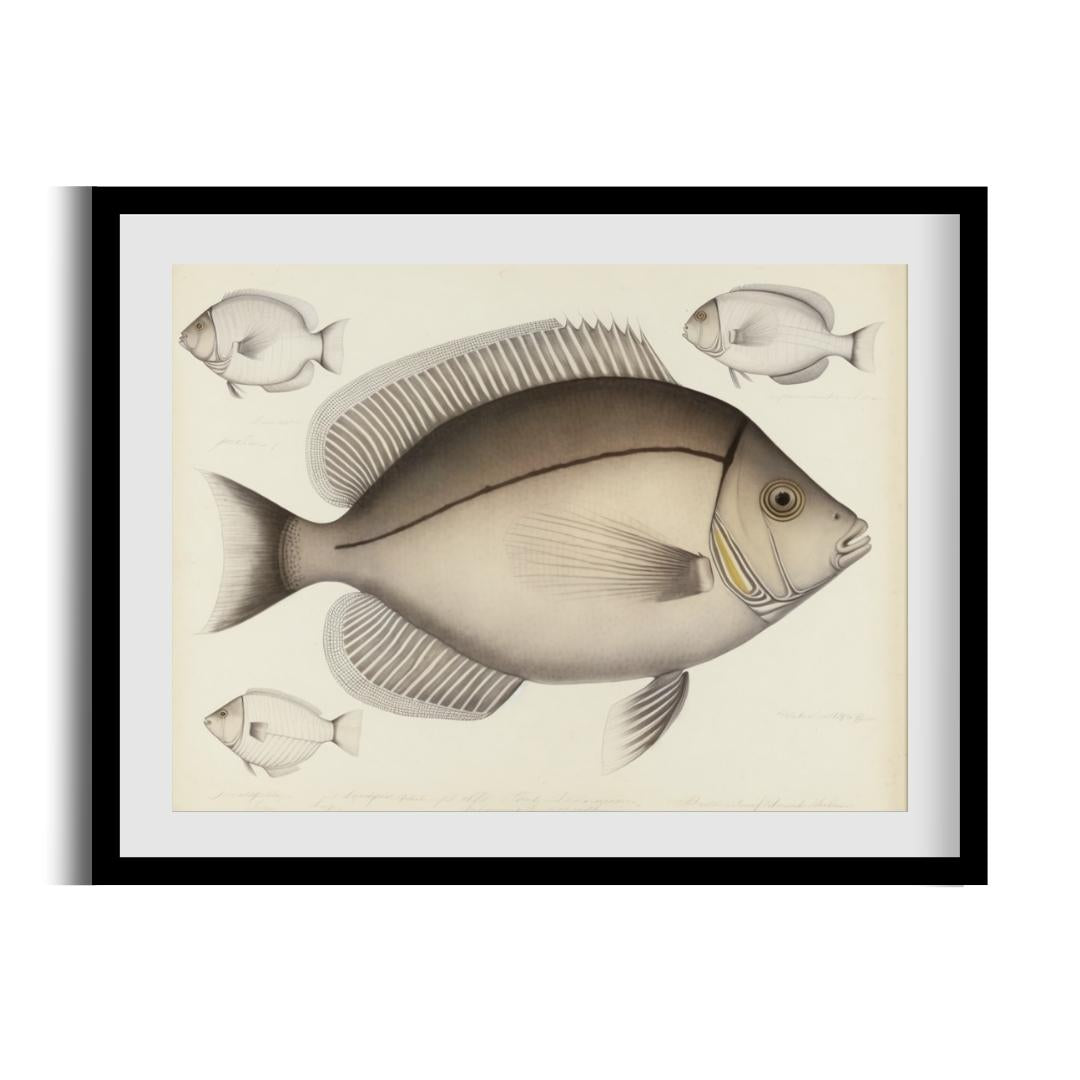 FASart, Doctorfish in Atlantic Ocean