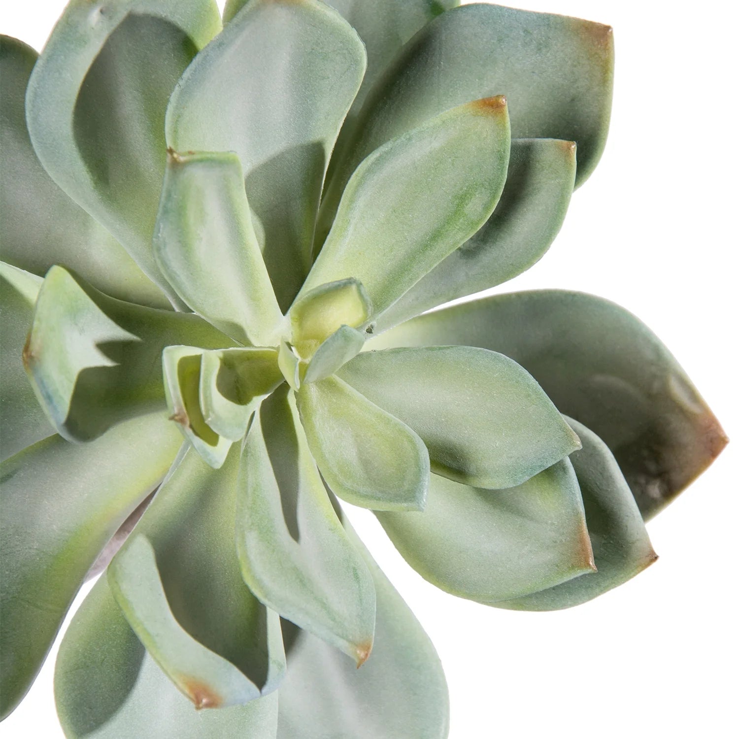 Gold Leaf Design Group, Echeveria Grapto Ghost 6.5"OD - Set of 12