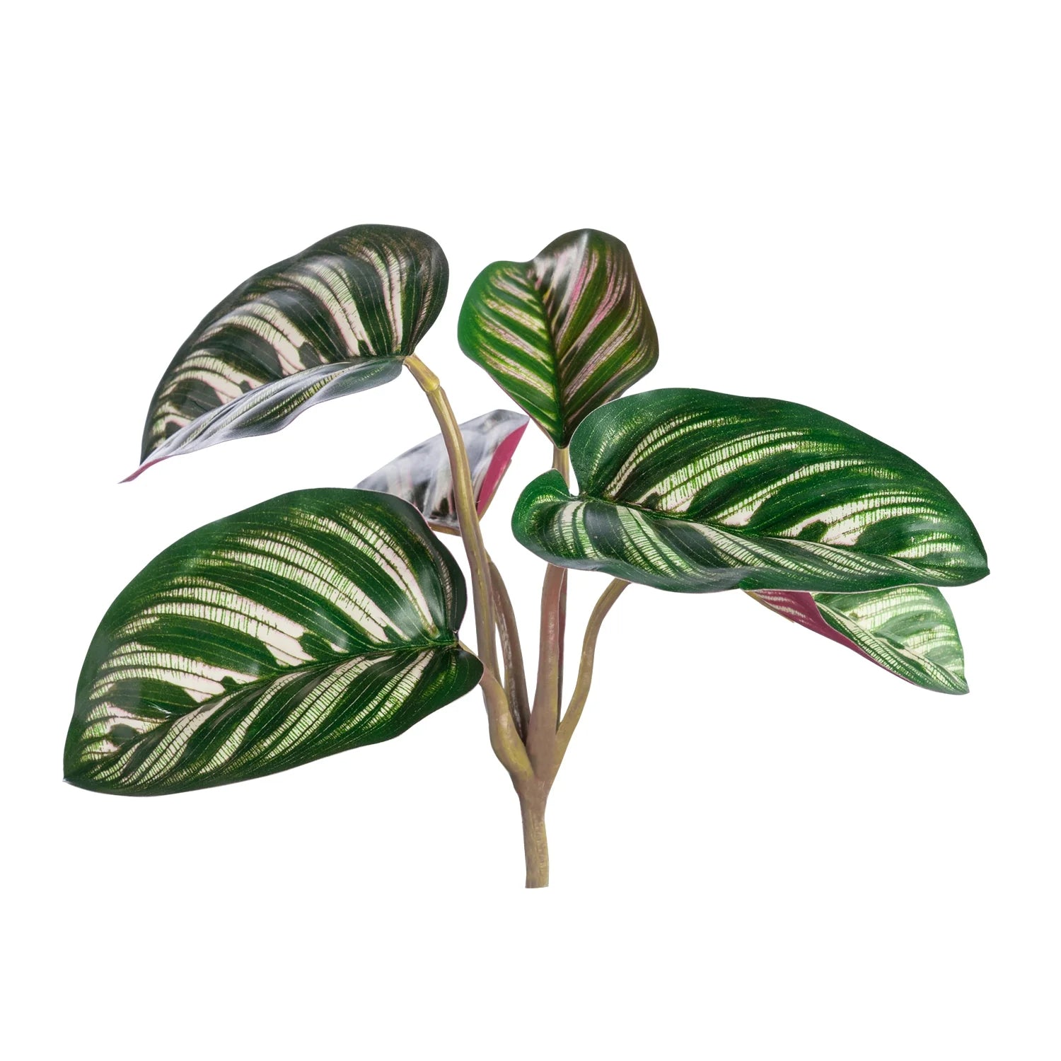 Gold Leaf Design Group, Outdoor Calathea Bushm - Set of 12