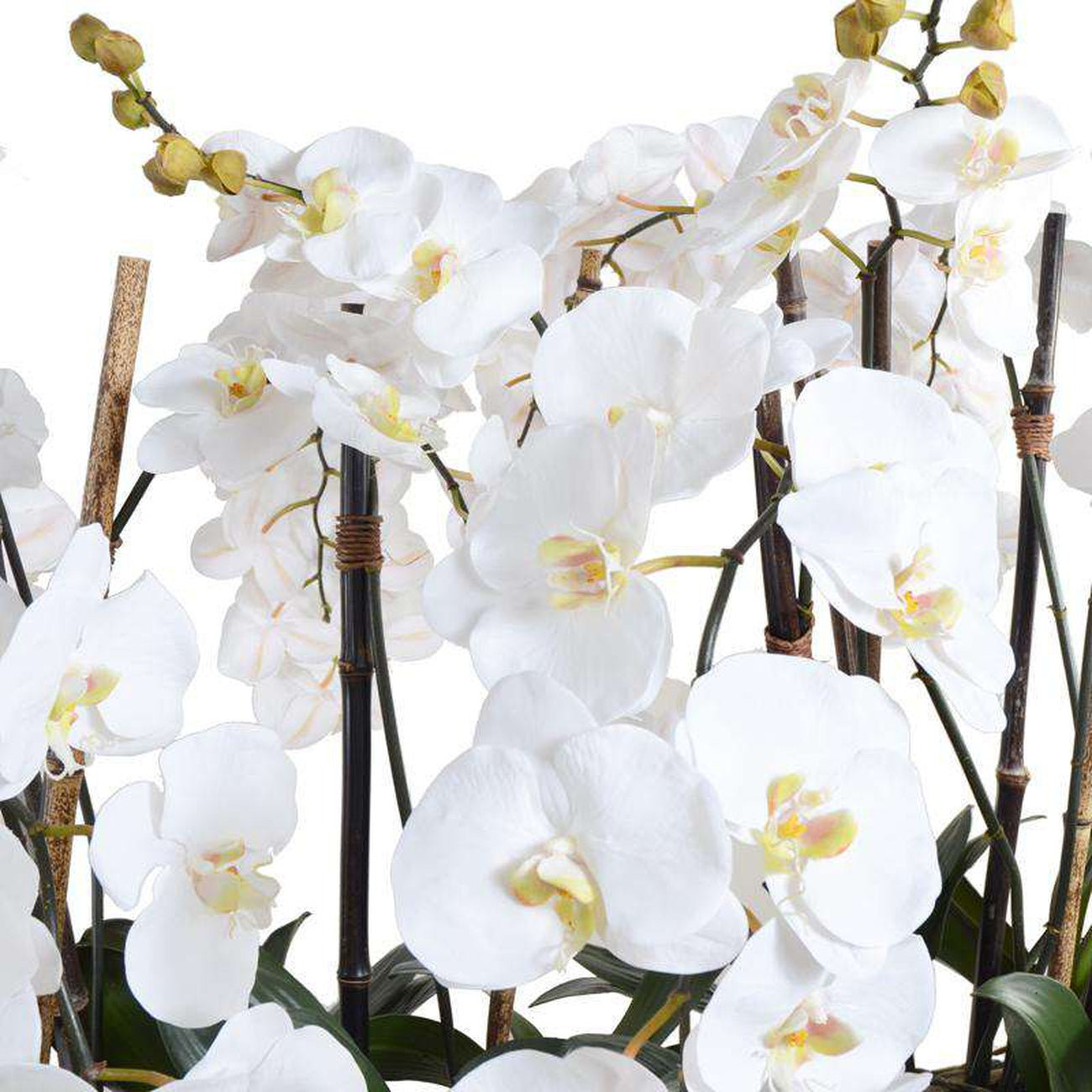 New Growth Designs, Phalaenopsis Flowerscapes