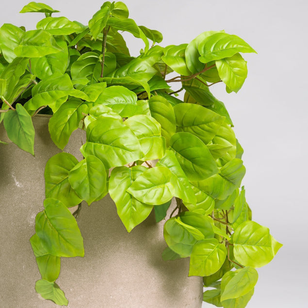 Gold Leaf Design Group, Philodendron in Urbano Bell Planter