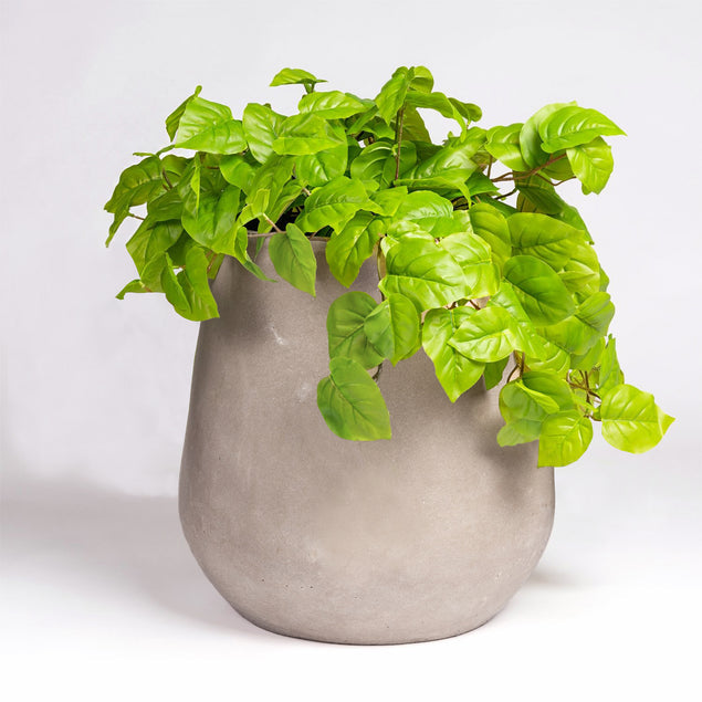 Gold Leaf Design Group, Philodendron in Urbano Bell Planter