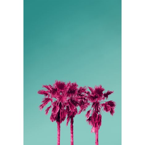 Wendover, Pink Palms