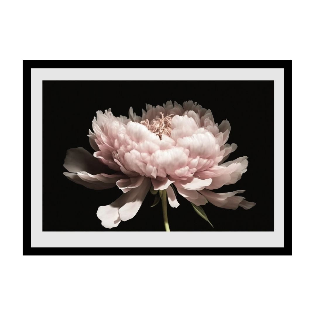 FASart, Pink Peony Dreams - Limited Edition Print