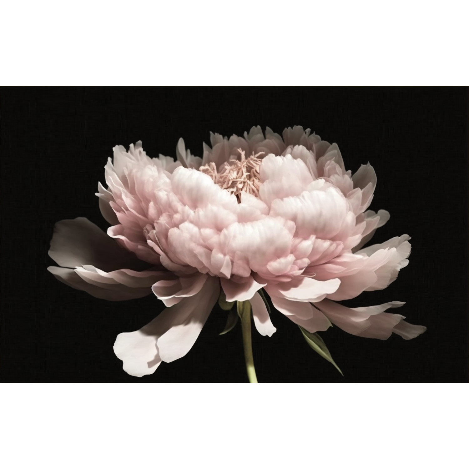 FASart, Pink Peony Dreams - Limited Edition Print