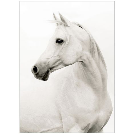 Wendover, Portrait of a Stallion