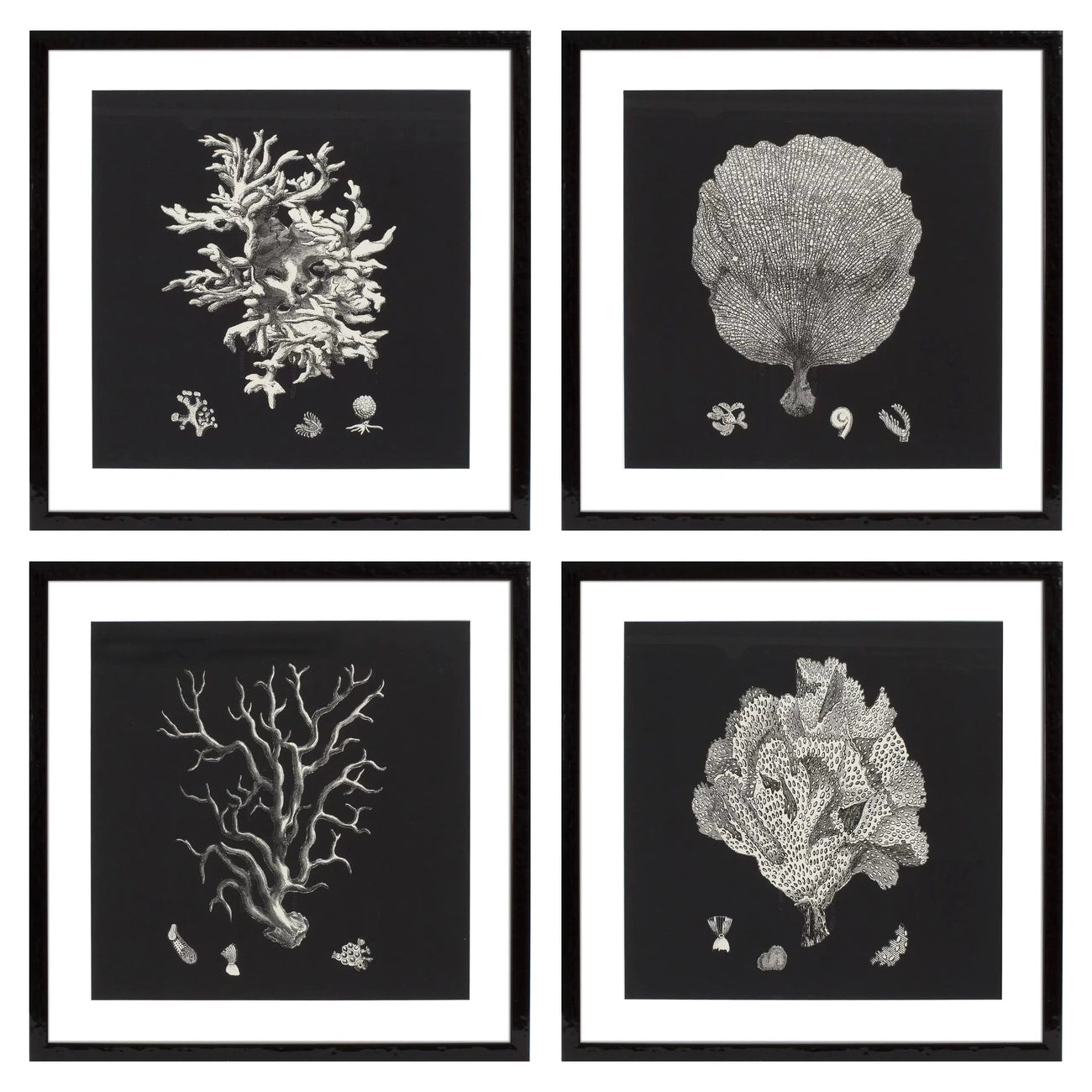 Eichholtz, Print Black & Tan Corals set of 4